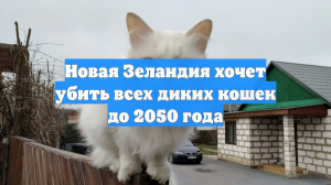 Новая Зеландия хочет убить всех диких кошек до 2050 года