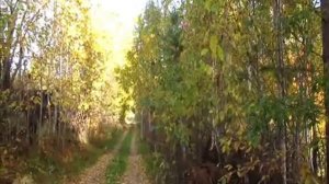 Проводим осень и не будем унывать... Лепетан Мор Фильм.