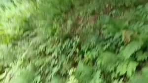 #немного летнего леса на страничку