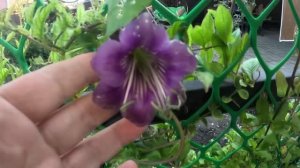 Выращивание кобеи от посева до цветения.