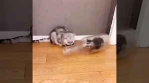 Ох уж эти дети...