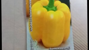 Перец «Звезда Востока желтая F1» — ранний крупноплодный гибрид с золотистыми плодами