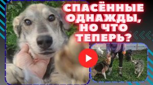 Они чудом выжили, а теперь заглядывают в глаза! #SOS #собаки #спасение
