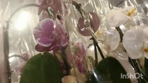 Завоз в магазин " Орхидея"/24.11.25/