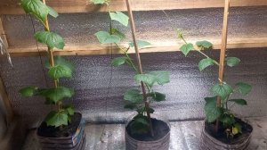 ПОСЛИ ОБРАБОТКИ, БОРНОЙ КИСЛОТЫ.