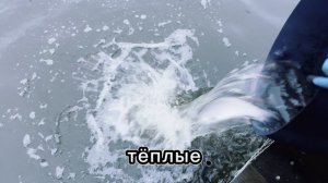 Запуск 50кг форели в вип зону