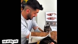 Коты, которые впали в истерику у ветеринара 😂🐾 | Самые смешные реакции!