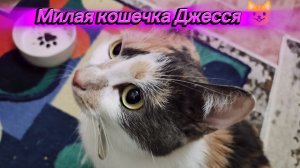 Кошкин жор 😺🫶🤣