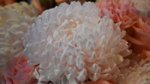 Любовь приходит тихо...