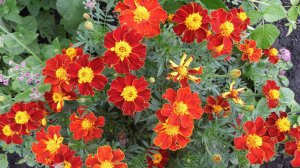 Бархатцы нашего сада сезона 2025 года