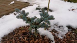 Продолжение обзора хвойных, 2 часть. Есть еще елочки. 22.11.2025 восток Ленинградской обл