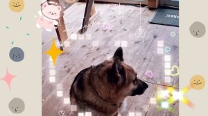 1000040901.mp4 (Собака смотрит на монтаж э/проводки (план. э/вентиляции в ванной) в доме А-фрейм)