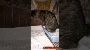 Тигруша немного пошла на поправку. Паралич уходит..