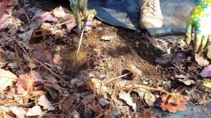 Гейхеры. Рекомендации по весенним работам.