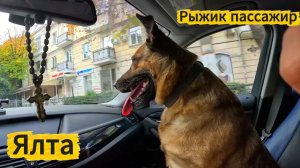 Покормили СОБАК на набережной Рыжик с КОМФОРТОМ едет домой.ЯЛТА в ноябре.Крым сегодня