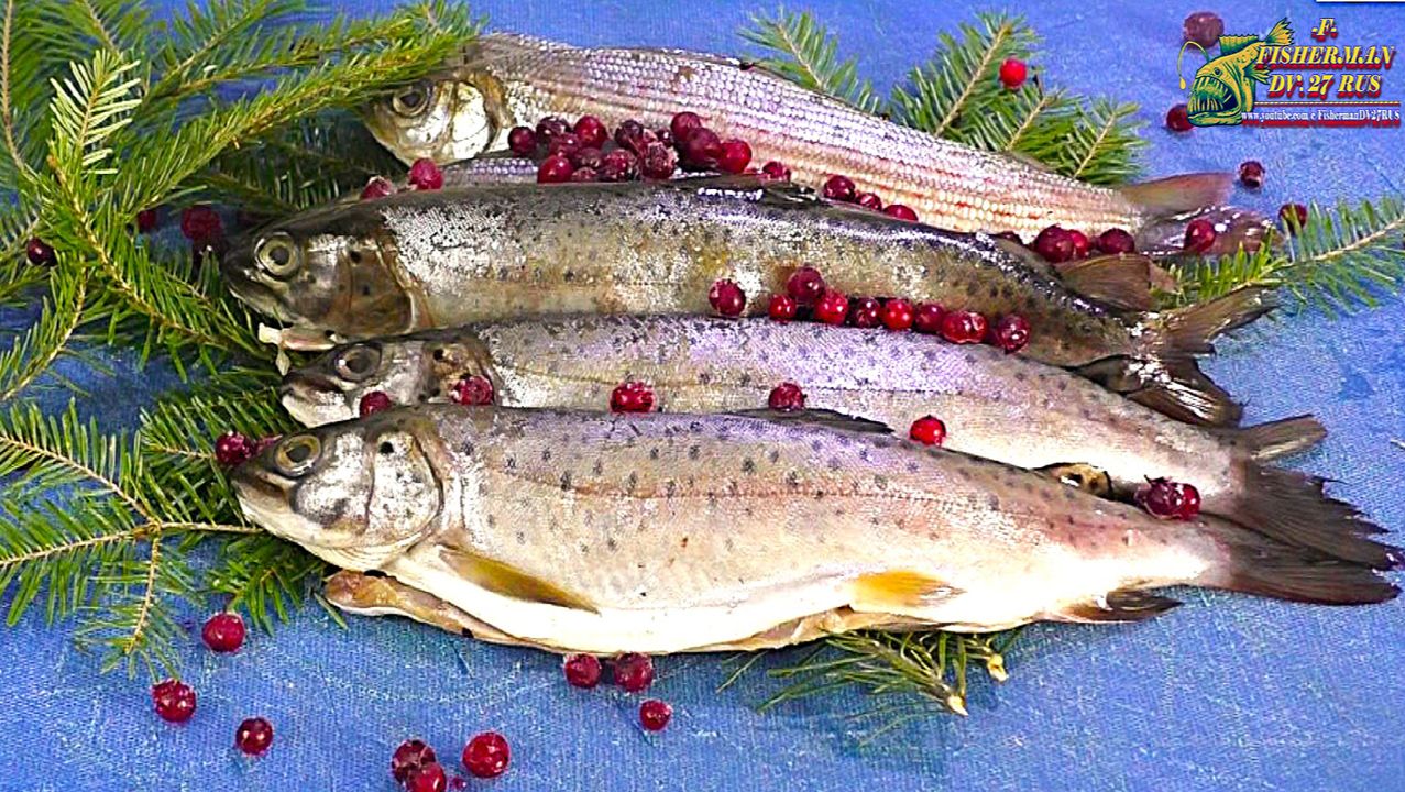 Малосольный ленок, мой авторский рецепт засолки речного леопарда!