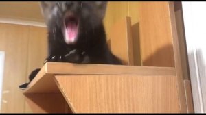 Плохое настроение вредно для здоровья