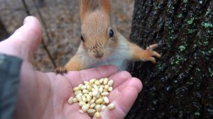 Снова Рыжая и Толстая едят у меня с ладони