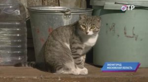 ОТР о Звенигороде 2014