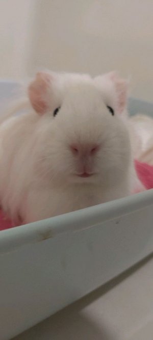 Морская свинка