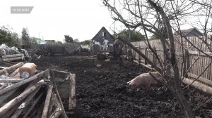 НЕЗАКОННАЯ СВИНОФЕРМА ПЕРЕСТАЛА СУЩЕСТВОВАТЬ ПОСЛЕ ВМЕШАТЕЛЬСТВА ПАРЛАМЕНТАРИЯ