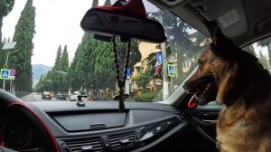 РЫЖИК ИСТИННЫЙ ПАССАЖИР ))