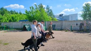 авчарка дресировка дворняга