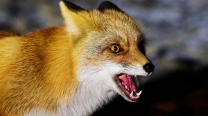 Бешеные лисы атакуют россиян