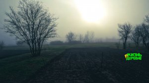 Грибы 💨 Туман и Двери