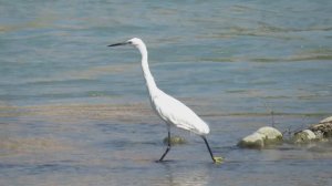 Белая цапля. Адлер. Река Мзымта.