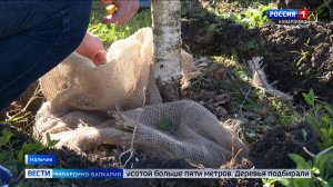 У железнодорожного вокзала Нальчика заложили памятную березовую рощу