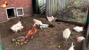 Куры осенью очень счастливы 🤗😂😜  (18)