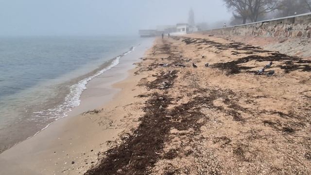 Бердянск в тумане