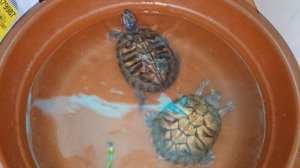 Красноухие черепахи 🐢 едят в обед 24-11-2025. умная колонка Маруся рассказывает анекдоты!