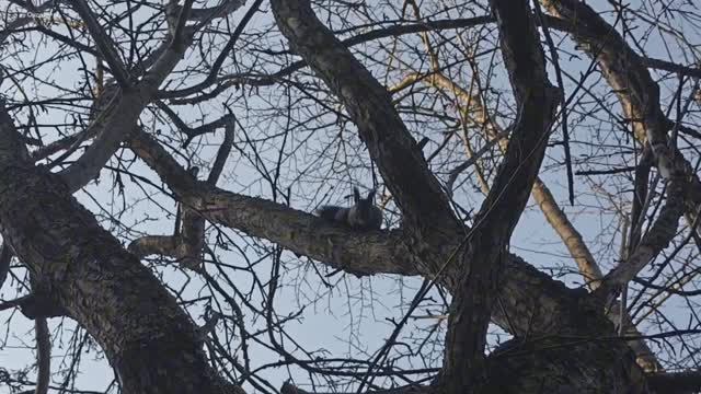 Преследую белок.mp4