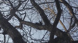 Преследую белок.mp4