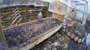 🔴 LIVE Жизнь у кормушки — каждый день!