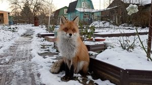 (1178) Лиса приходит в гости. Ноябрь 2025