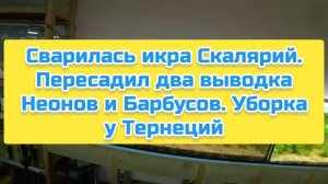 Сварилась икра Скалярий. Пересадил два выводка Неонов и Барбусов. Уборка у Тернеций
