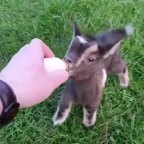 #котикимилота #вирусноефото #позитивнакаждыйдень #популярность #видеоэффект #милыеприколы #видеоп...