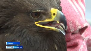 Два месяца прошло с начала лечения Большого подорлика