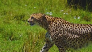 ПОТРЯСАЮЩАЯ МУЗЫКА! МЕЛОДИЯ, КОТОРАЯ ТРОГАЕТ ДУШУ