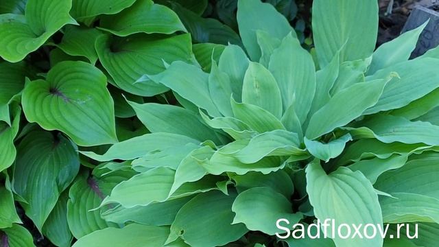 Одна из моих любимых, хоста Тоталли Твистед (Totally Twisted) в моем саду
