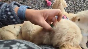 Помёт щенков ретривера - 2025 год