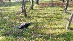 Охота на Шакала 2025