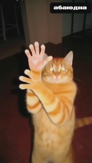 КОТИКИ ТАНЦЫ ТРЕНД 🔥/ИИ #видео #мультики #детям #детский #рутуб #топ #рейтинг