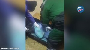 На берегу Баренцева моря нашли раненого тюленя