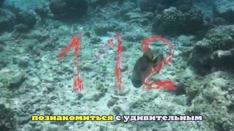 Зубастая рыба атаковала россиянина на Мальдивах, защищая своё «гнездо»