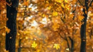 добрый день | желаю любви радости