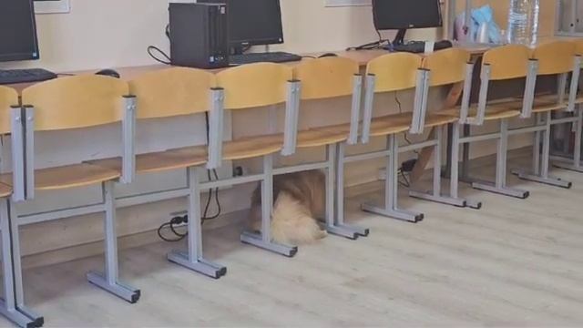 Курс послушания